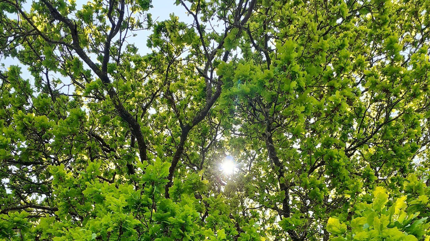 Peaceful reiki healing session